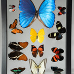 1 Large Morpho + 11 butterflies in Black Display Frame