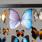 22 Genuine Butterflies in Black Display Frame I