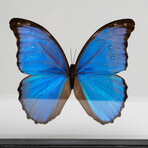 Single Genuine Morpho in Black Display Frame