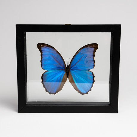 Single Genuine Morpho in Black Display Frame