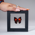 Single Fountainea Riphea Butterfly in Black Display Frame