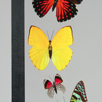 9 Genuine Butterflies in Black Vertical Display Frame