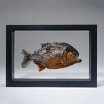 Genuine Piranha in Display Frame