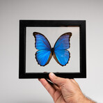 Single Genuine Morpho in Black Display Frame