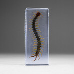 Genuine Single Centipede in Lucite