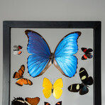 1 Large Morpho + 11 butterflies in Black Display Frame