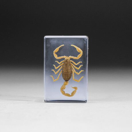 Genuine Golden Scorpion in Lucite // Small