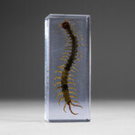 Genuine Single Centipede in Lucite