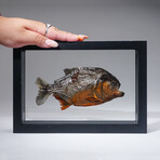 Genuine Piranha in Display Frame