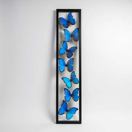 7 Genuine Morpho Butterflies in Display Frame