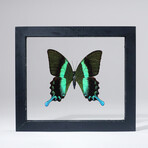 Single Genuine Green Papilionidae Butterfly in Black Display Frame