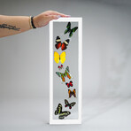 9 Genuine Butterflies in White Vertical Display Frame