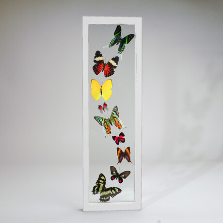 9 Genuine Butterflies in White Vertical Display Frame