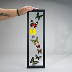 9 Genuine Butterflies in Black Vertical Display Frame