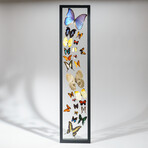 24 Genuine Butterflies in Vertical Display Frame