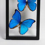 7 Genuine Morpho Butterflies in Display Frame