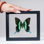 Single Genuine Green Papilionidae Butterfly in Black Display Frame