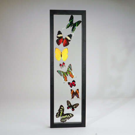 9 Genuine Butterflies in Black Vertical Display Frame