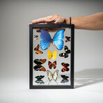 1 Large Morpho + 11 butterflies in Black Display Frame