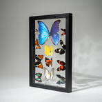 1 Large Morpho + 11 butterflies in Black Display Frame