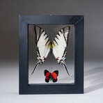 2 Genuine Peruvian Butterflies in Black Display Frame