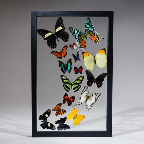 16 Genuine Butterflies in Display Frame I