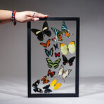 16 Genuine Butterflies in Display Frame I