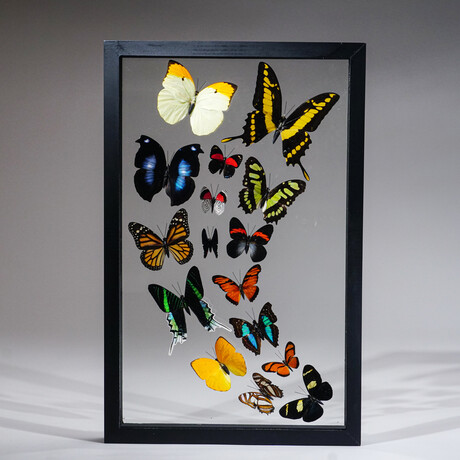 16 Genuine Butterflies in Display Frame II