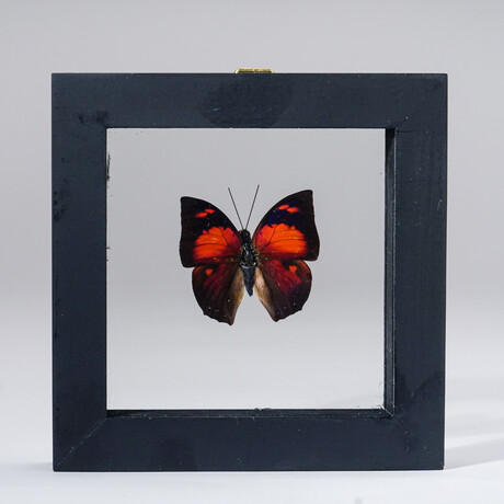 Single Fountainea Riphea Butterfly in Black Display Frame