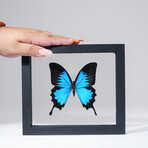 Single Genuine Blue Papilionidae Butterfly in Black Display Frame