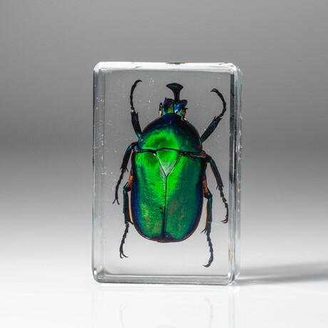 Genuine Green Chafer Beetle in Lucite // Small