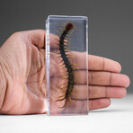 Genuine Single Centipede in Lucite