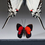 2 Genuine Peruvian Butterflies in Black Display Frame