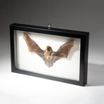 Genuine Pipistrellus Javanicus Bat