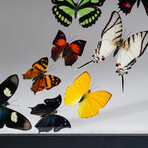 16 Genuine Butterflies in Display Frame I