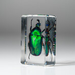 Genuine Green Chafer Beetle in Lucite // Small