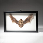 Genuine Pipistrellus Javanicus Bat