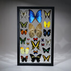 22 Genuine Butterflies in Black Display Frame II