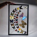 32 Genuine Butterflies in Black Display Frame I