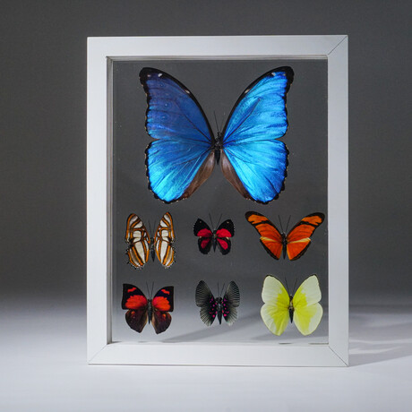 1 Large Morpho + 6 butterflies in White Display Frame