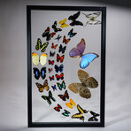 32 Genuine Butterflies in Black Display Frame I