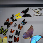 32 Genuine Butterflies in Black Display Frame I