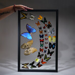 32 Genuine Butterflies in Black Display Frame III