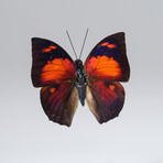 Single Fountainea Riphea Butterfly in Black Display Frame