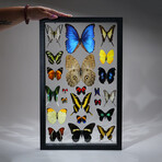 22 Genuine Butterflies in Black Display Frame II