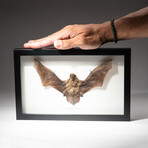 Genuine Pipistrellus Javanicus Bat