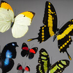 16 Genuine Butterflies in Display Frame II