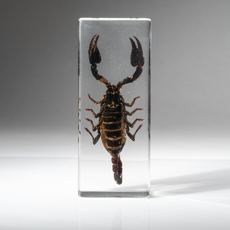 Genuine Single Black Scorpion in Lucite