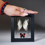 2 Genuine Peruvian Butterflies in Black Display Frame