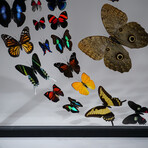 32 Genuine Butterflies in Black Display Frame I